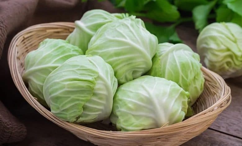 خرید و قیمت کلم سفید رستورانی + فروش عمده